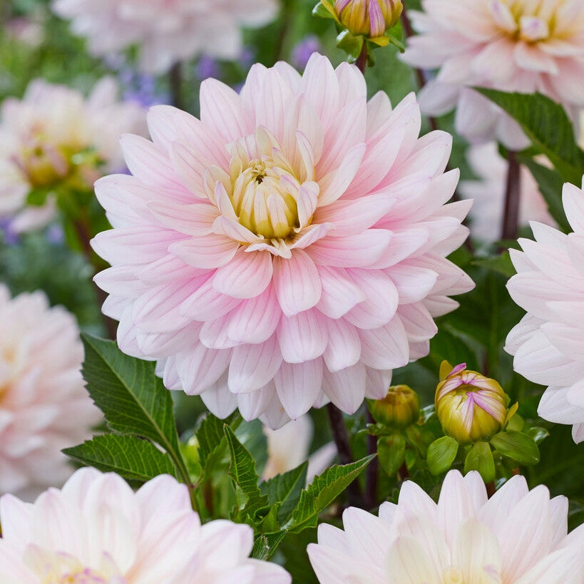 Dahlia Dekorativ Lady Kate 1-pakning